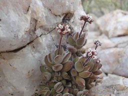 Crassula sericea var. sericea resource utilisation expertise